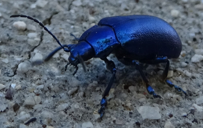 Chrysomelidae: Oreina cacaliae tristis, maschio